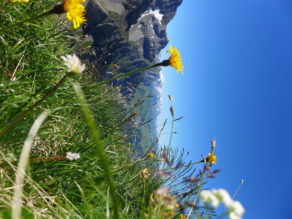 Willa Hami Adelboden Pokój zdjęcie
