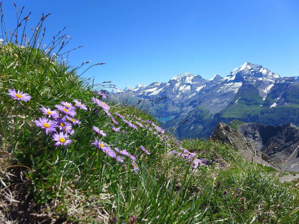 Willa Hami Adelboden Pokój zdjęcie