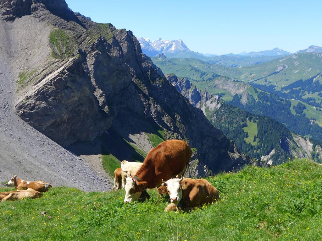 Willa Hami Adelboden Pokój zdjęcie